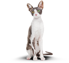 Худой кот
