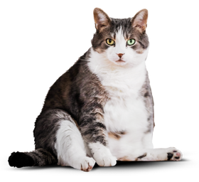 Упитанный кот